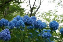 繡球花祭照片 3