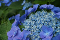 繡球花祭照片 2