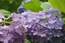 繡球花祭照片 4