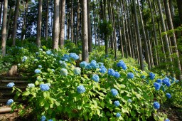 繡球花祭照片 11