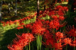 紅花石蒜祭照片 3