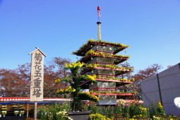 宮城大菊花展柴田大會照片 2